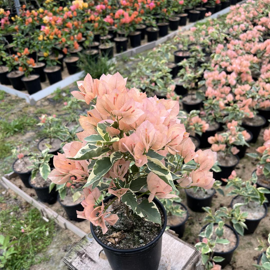 绿野花卉坊