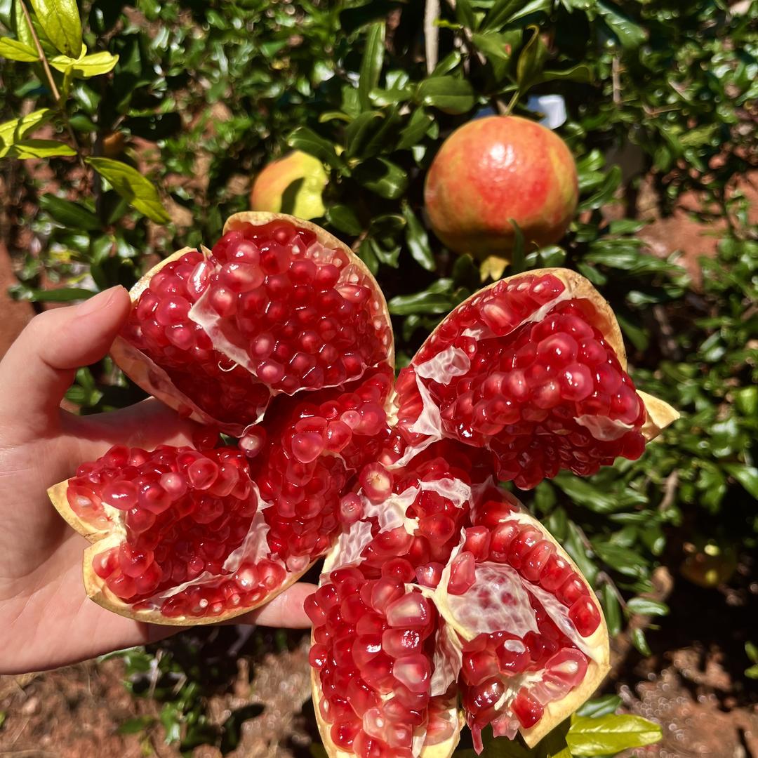 果真鲜美（突尼斯软籽石榴）