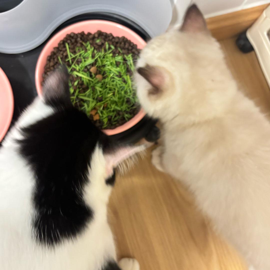 圆满的猫系生活