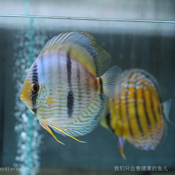 语诺