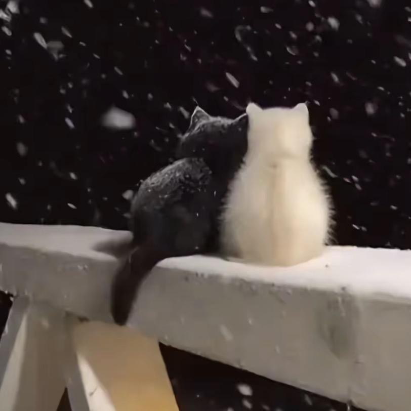 喜欢下雪也喜欢你
