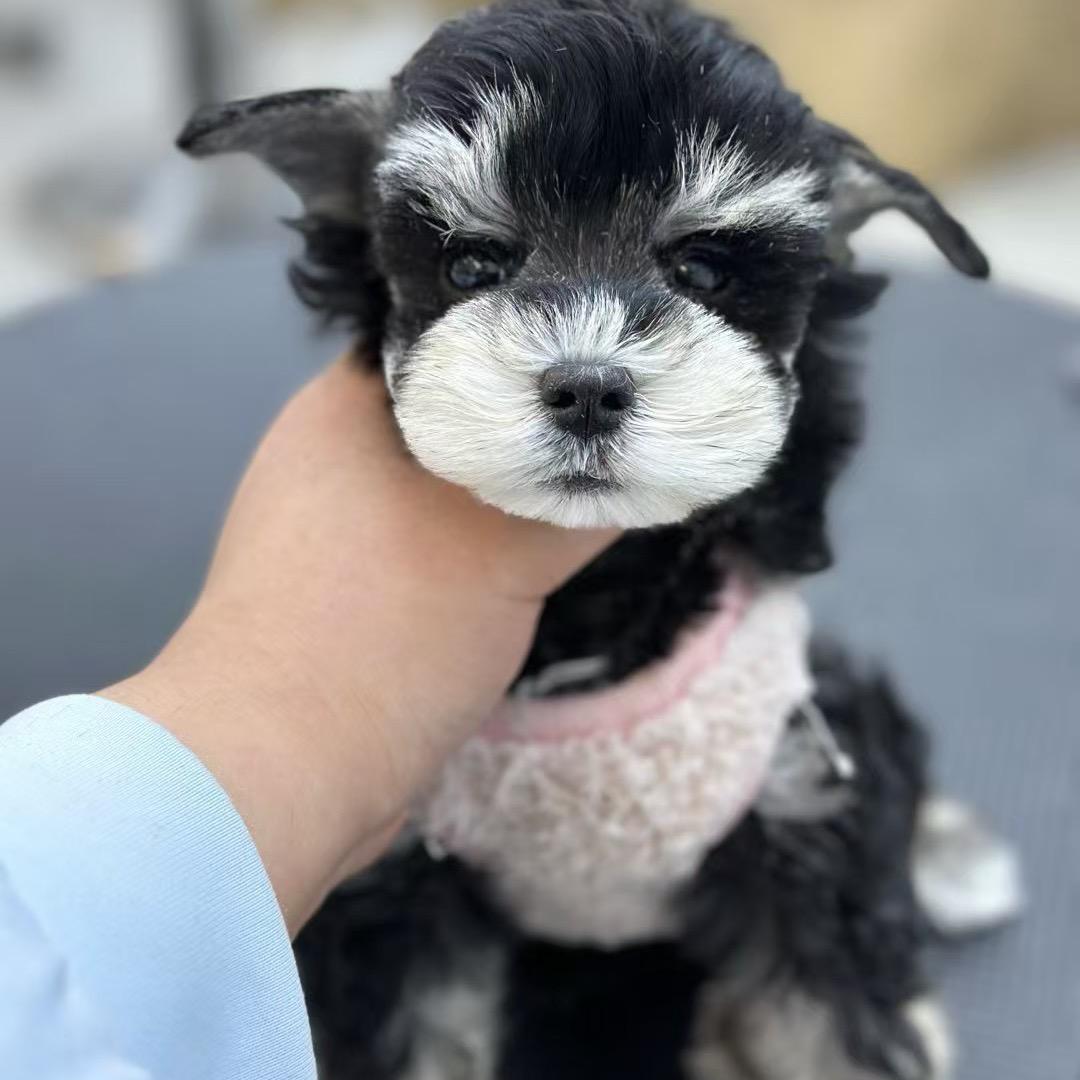 聊城活体出售）