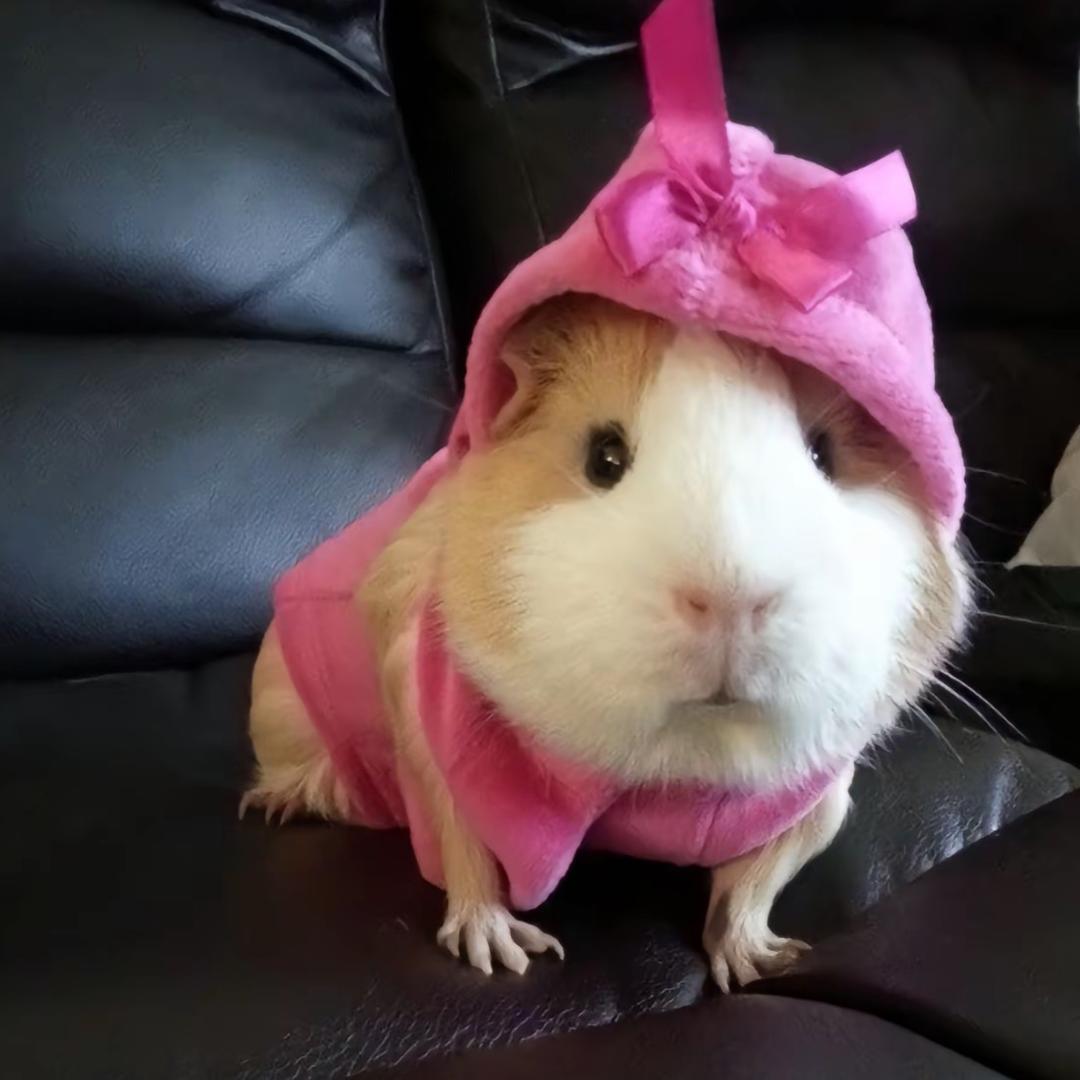 大豆芽