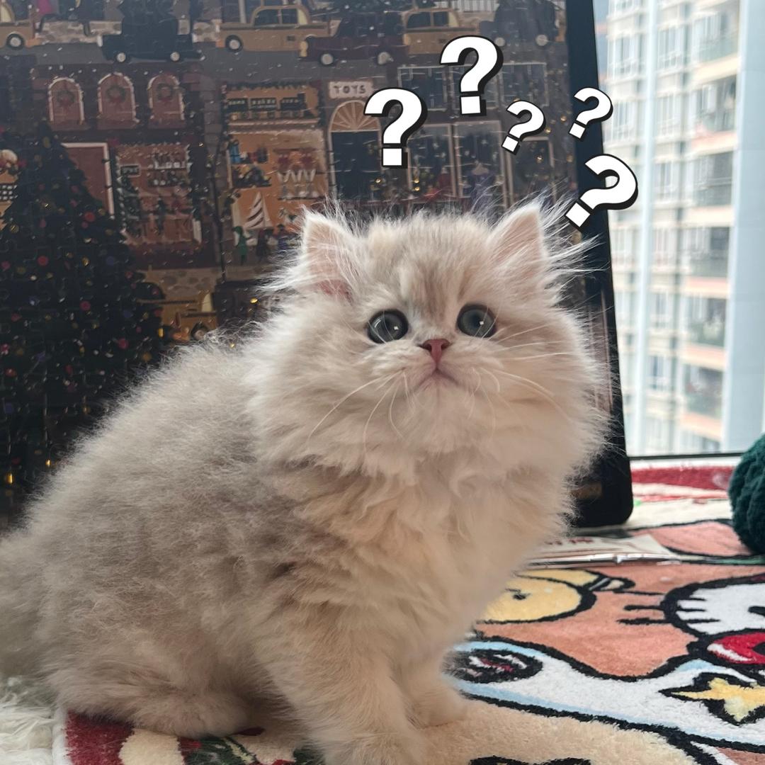 一万家的蓝金渐层（直播号）