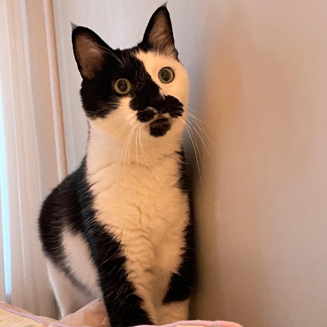 快看这是一只猫