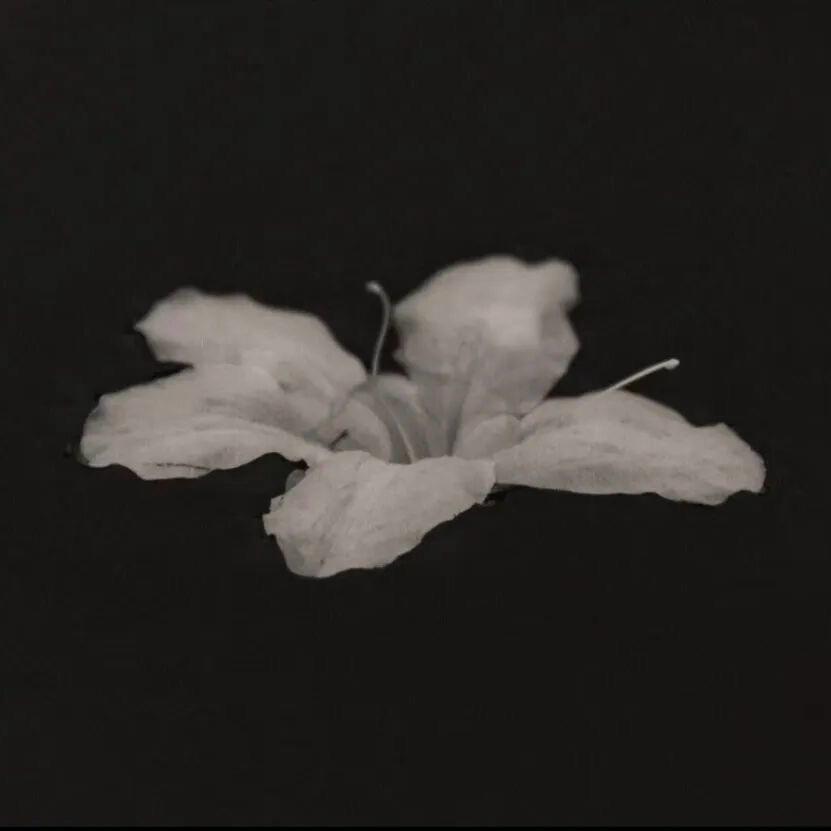 菲菲鱼