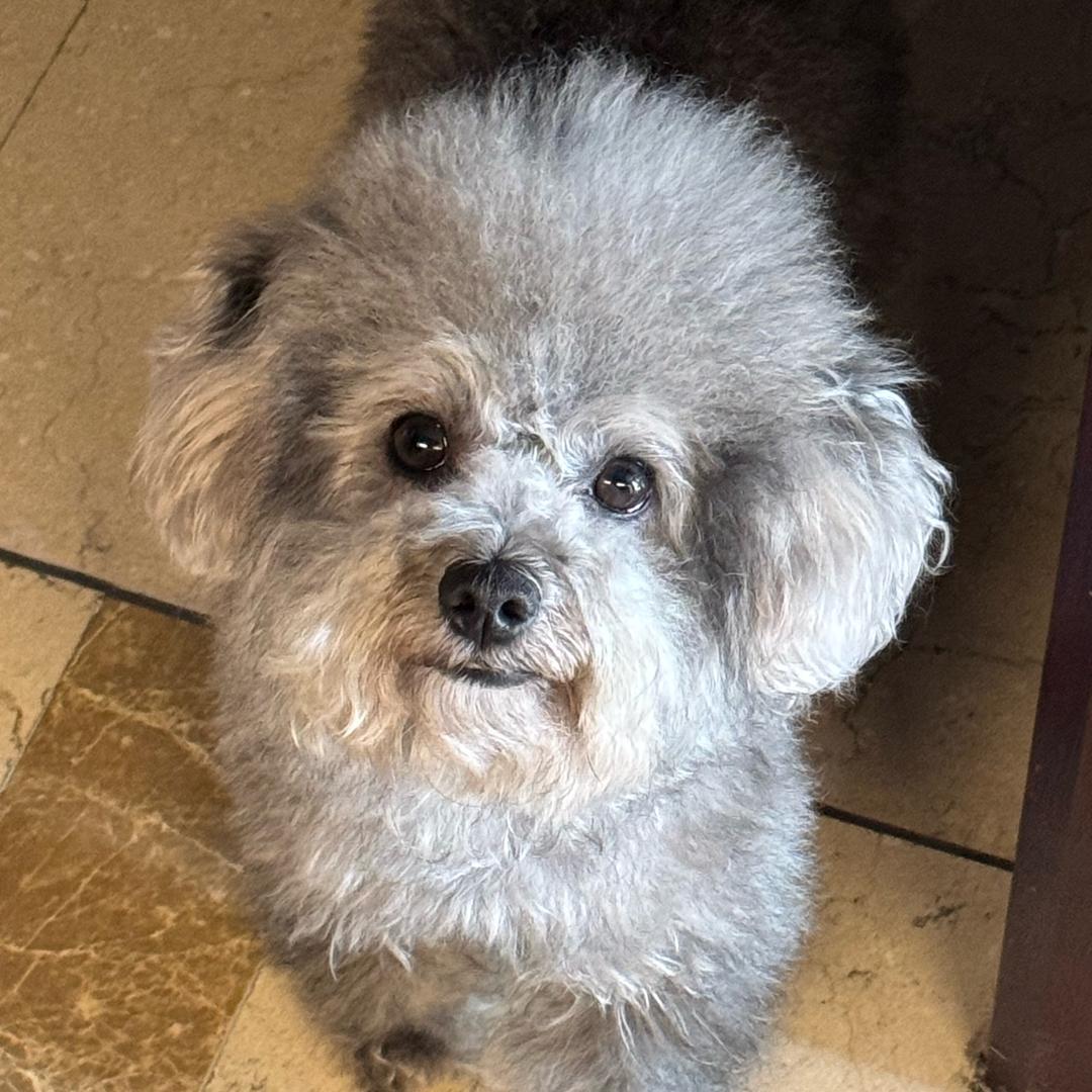 罗宝大名是罗密欧