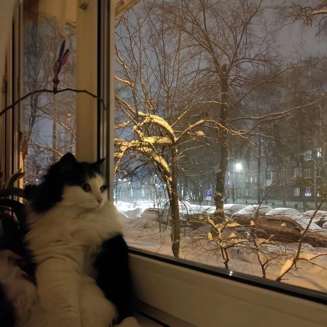 不会跑步的羊🏃