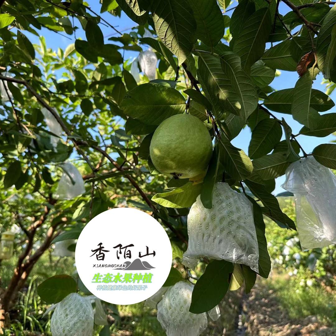 香山农场老七的果味生活啊