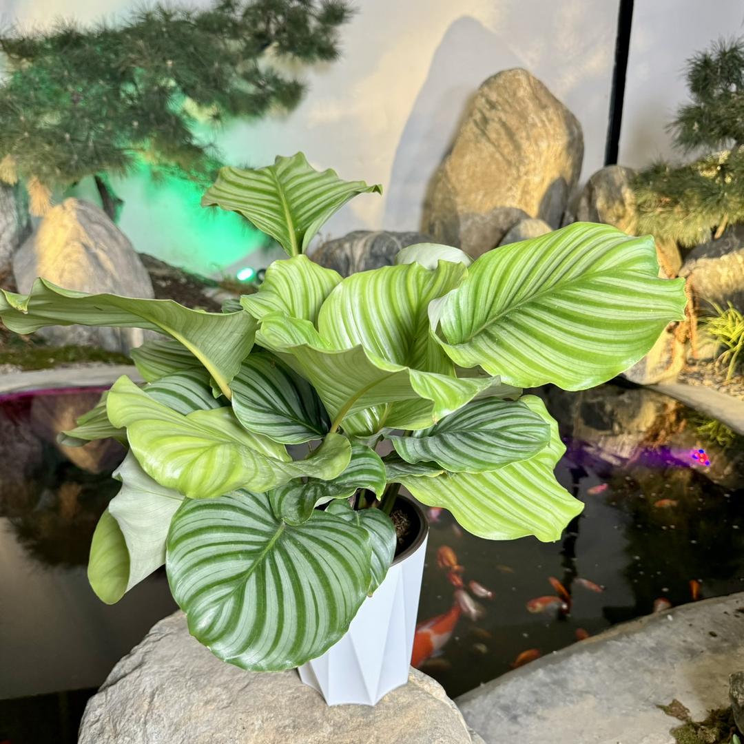 qingsongyuan31