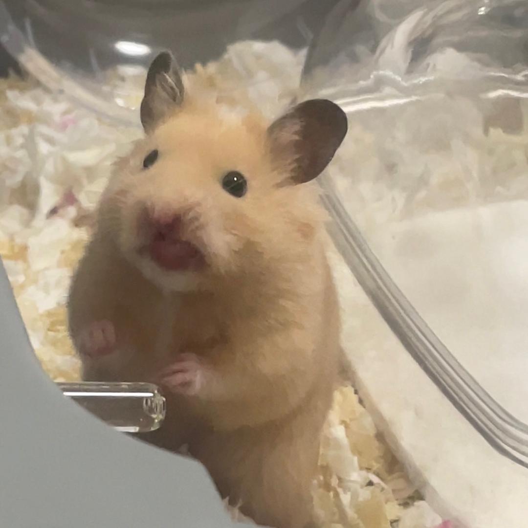 不爱喝水的小呆呆🐹