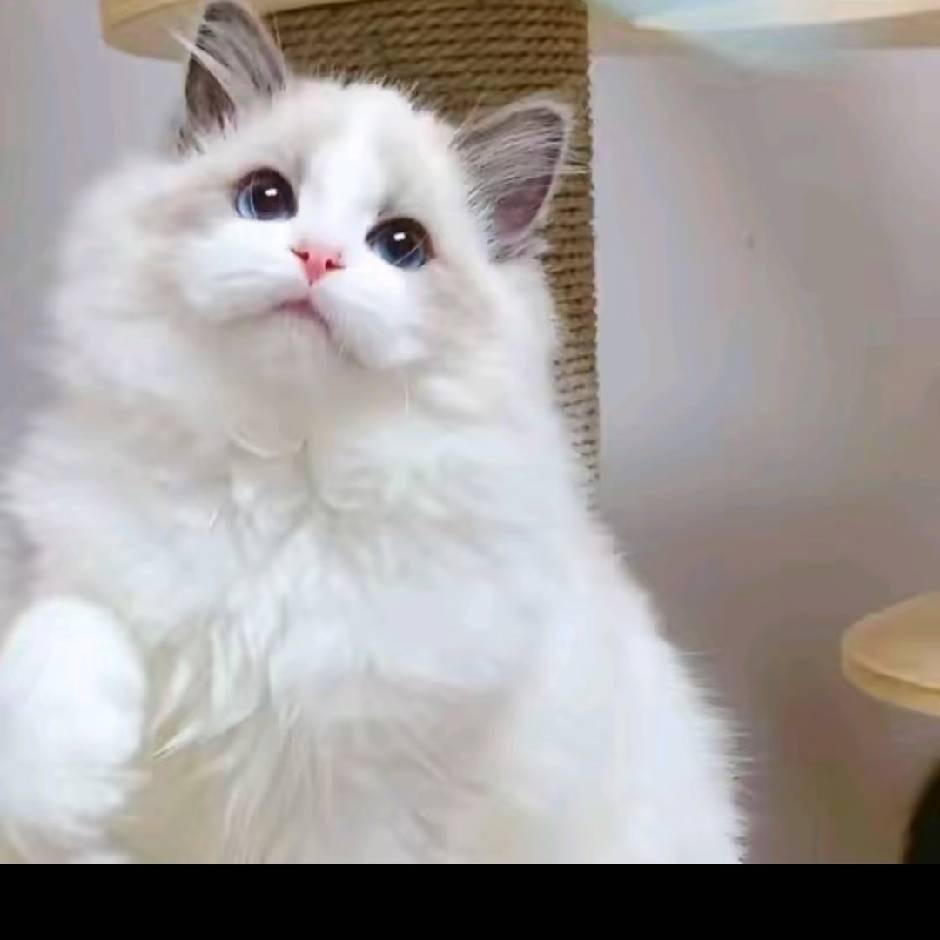 越越的布偶猫
