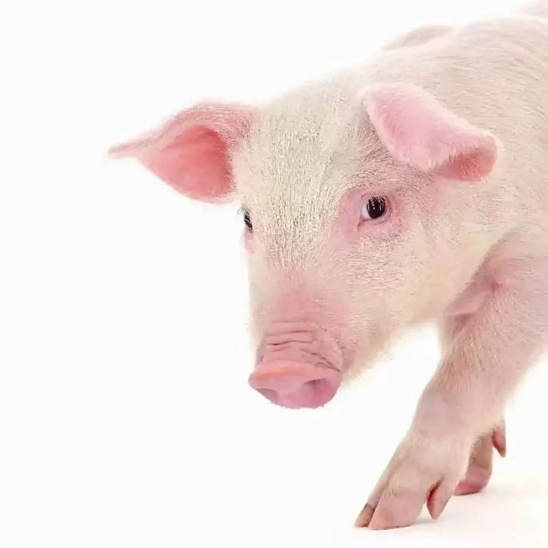 妻子在马来西亚