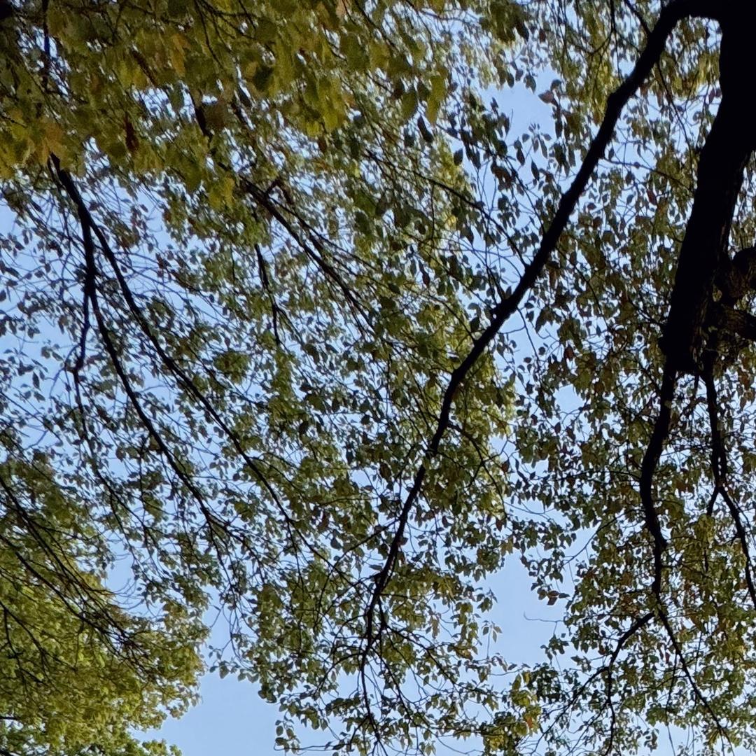 橙甸