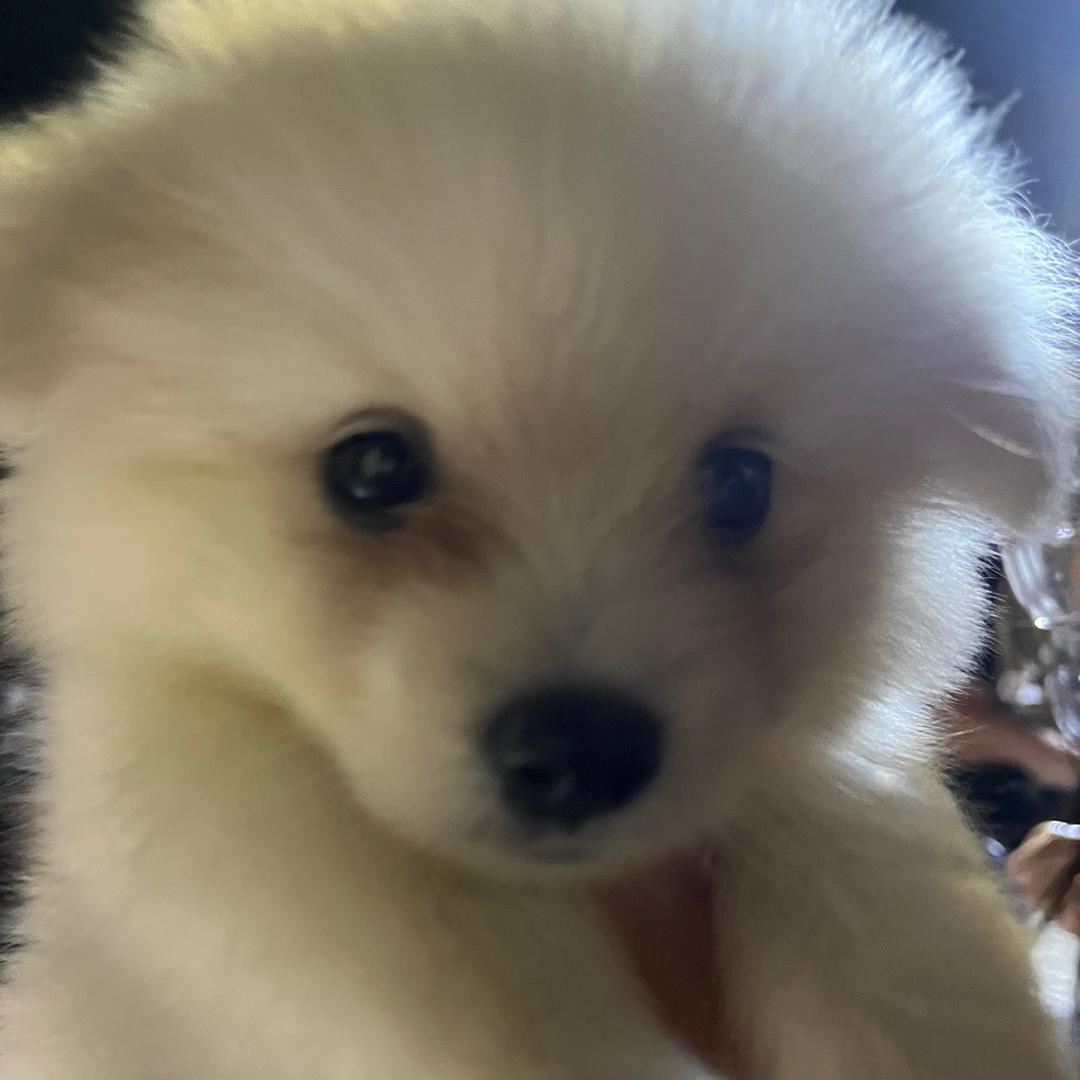 流浪大狗在天涯