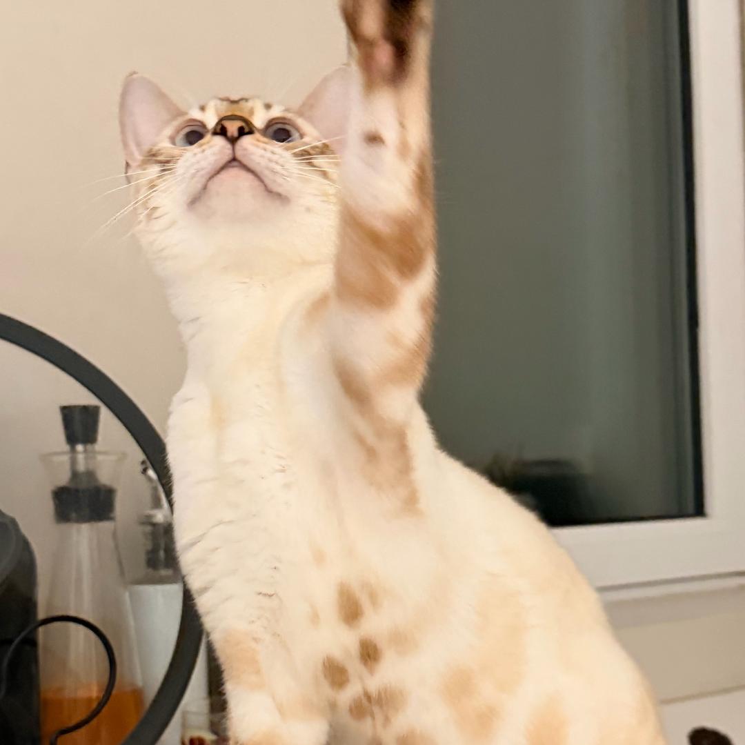 不发威的小虎🐯