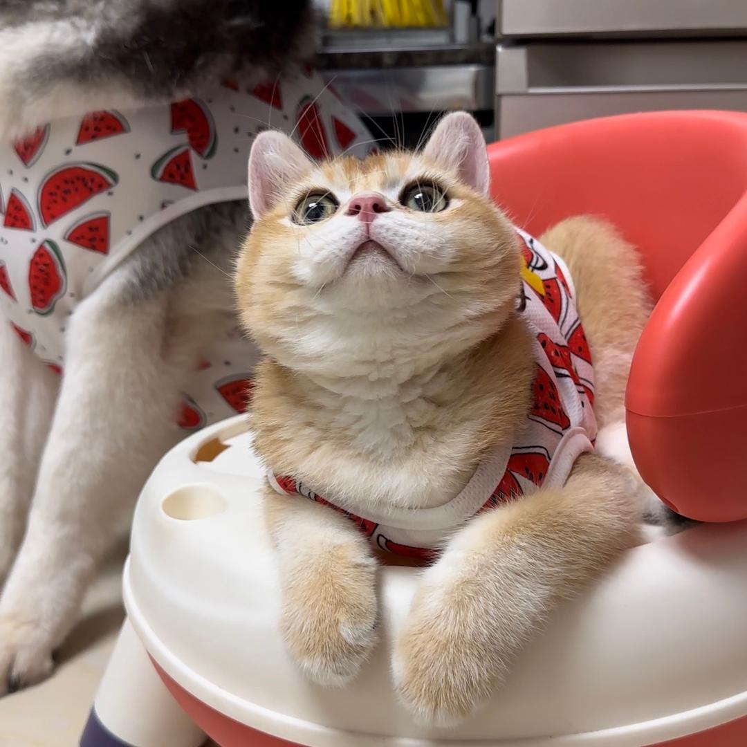 喵喵瓜子🐱