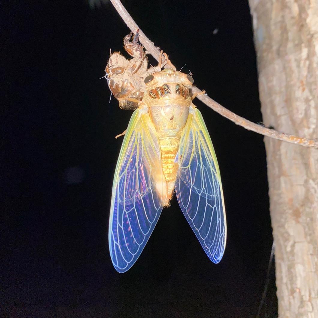 夏邑县穗安农业