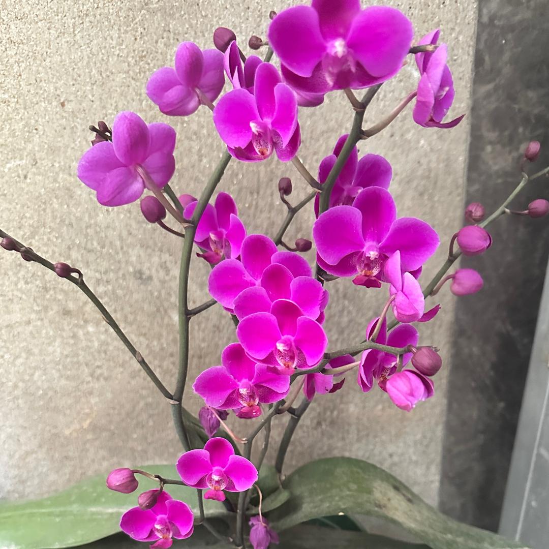 凌波仙子