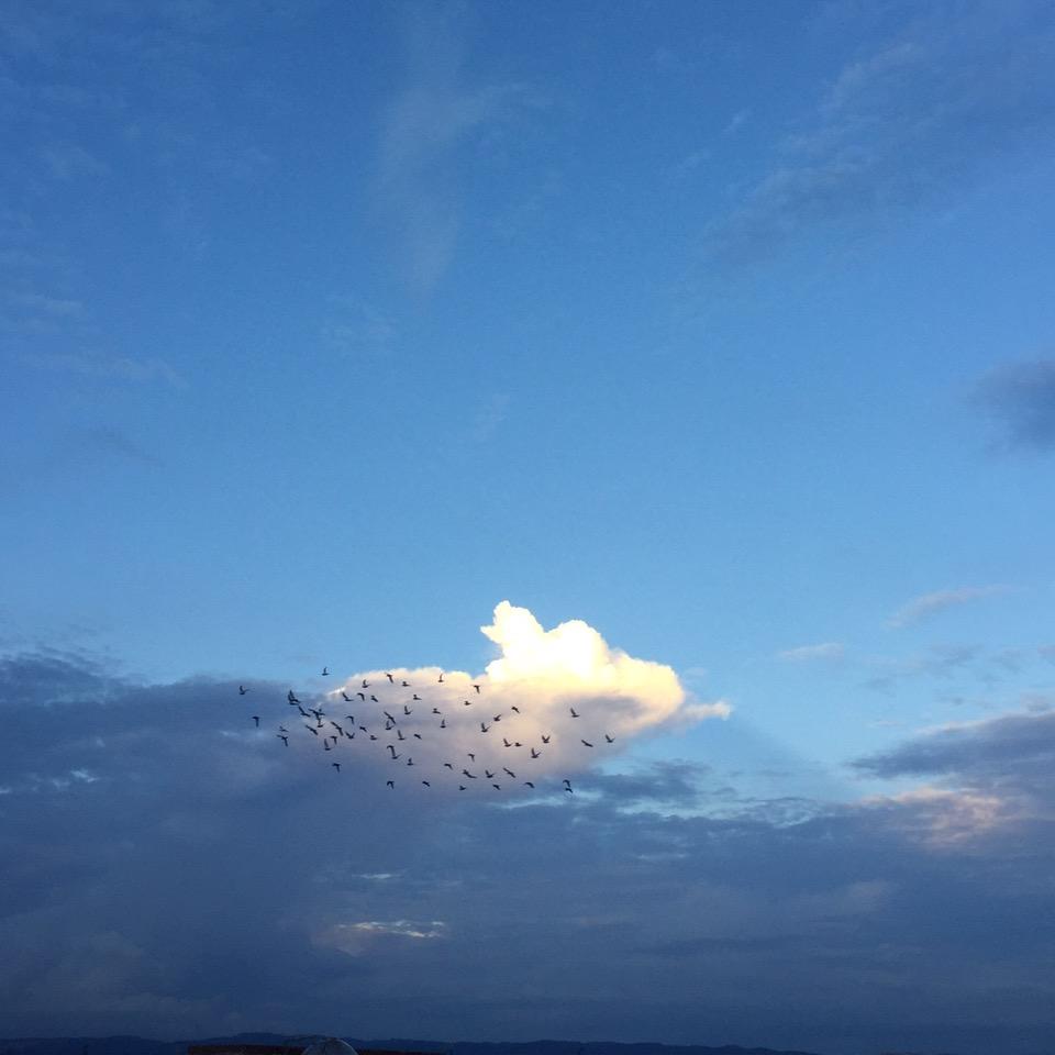 鹪點𓆝𓆟𓆜𓆞𓆡