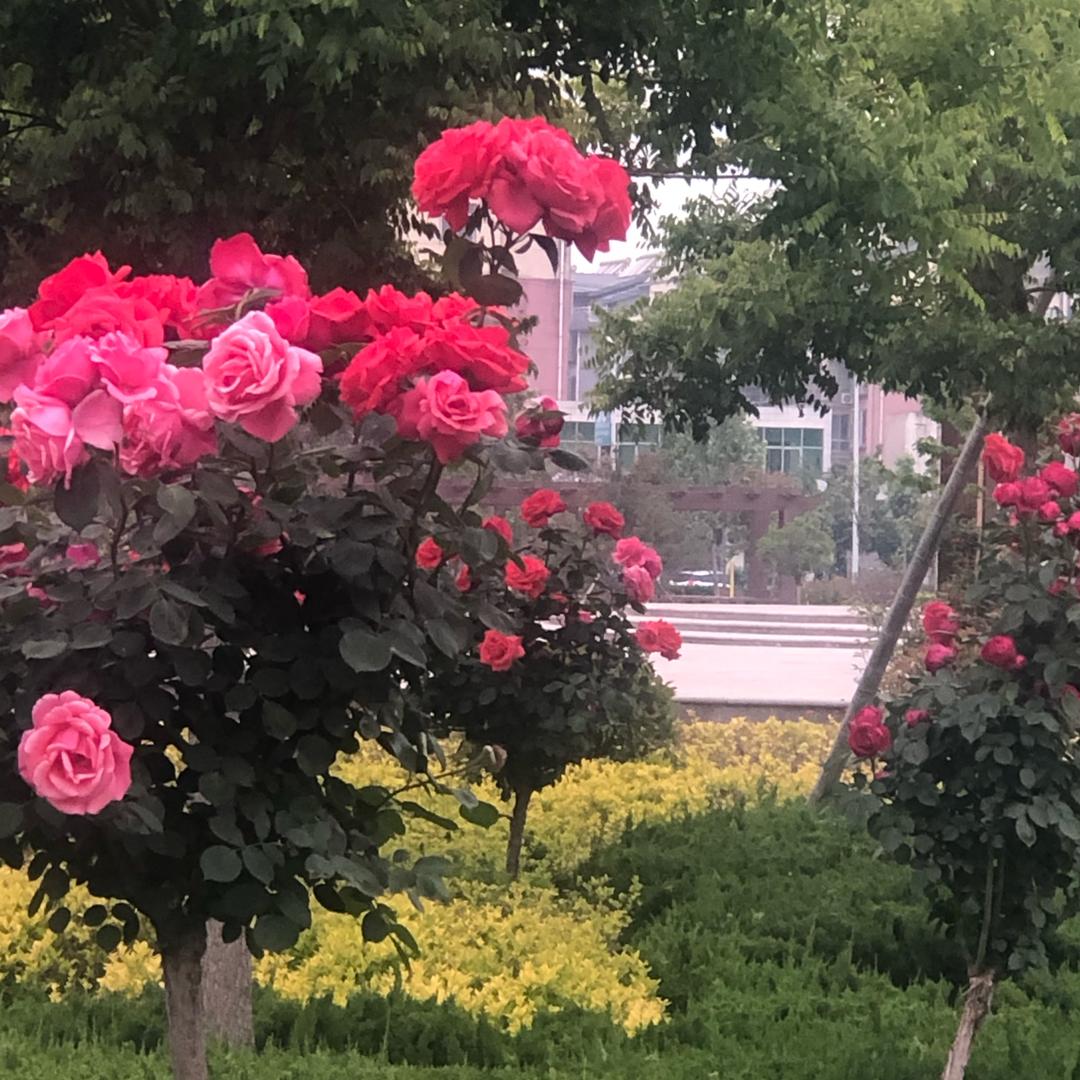 舂暖花开