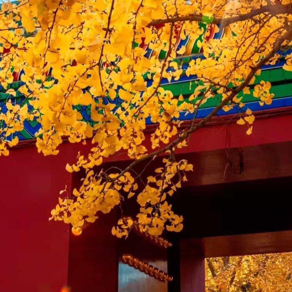杨桃