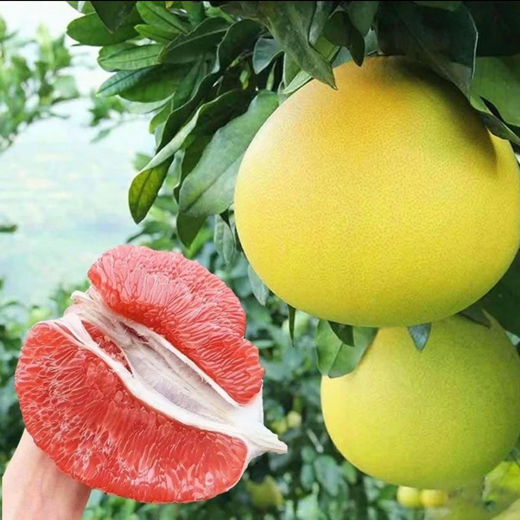 福建平和红心蜜柚