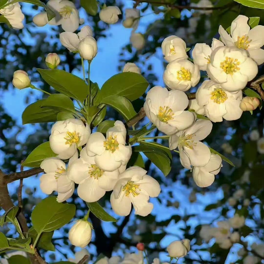 菲菲🍓