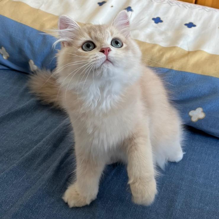 我不是孙悟空 但我是大嘛吼