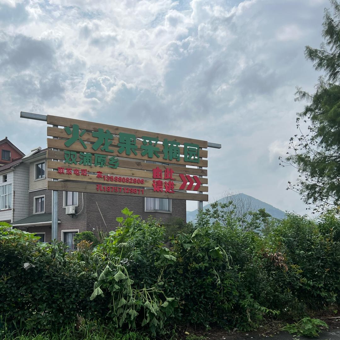 双浦原乡火龙果园采摘