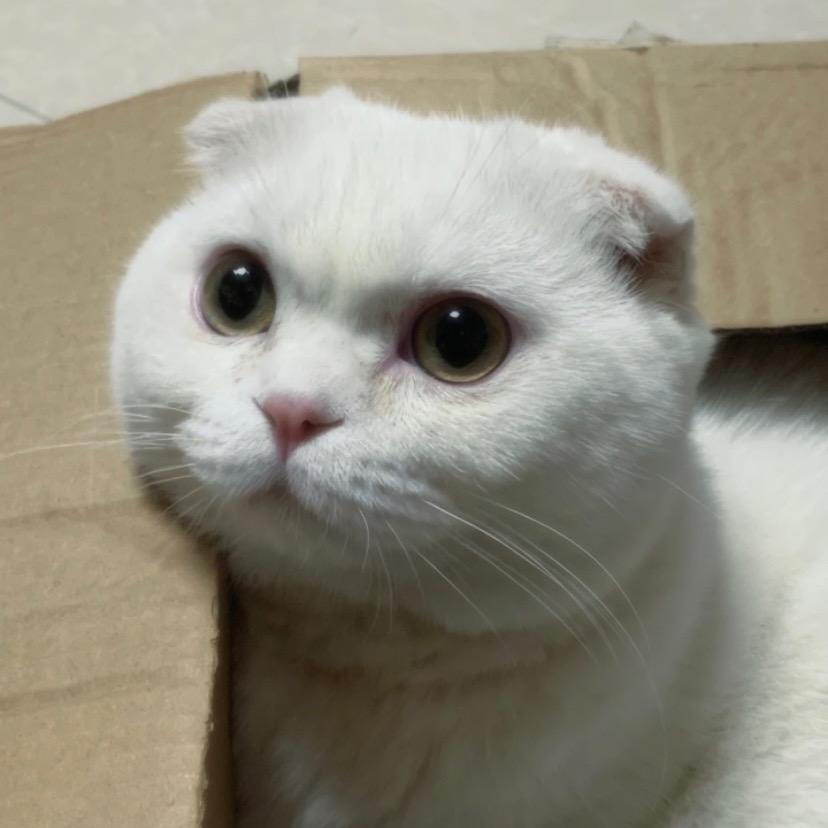 胖胖和圆圆
