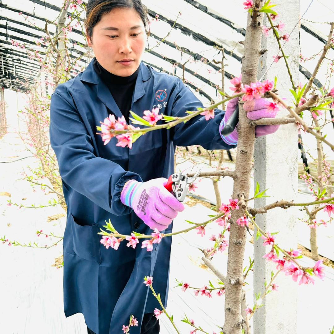 研庆果树管理