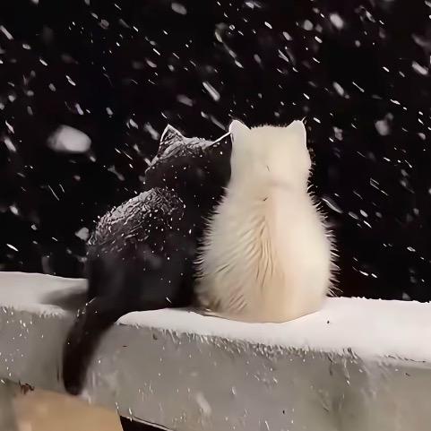 轩宝