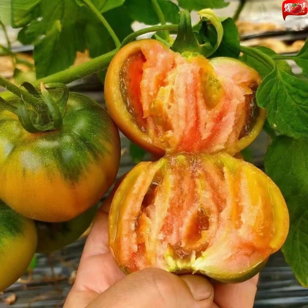 王百乔盘锦盐碱地柿子