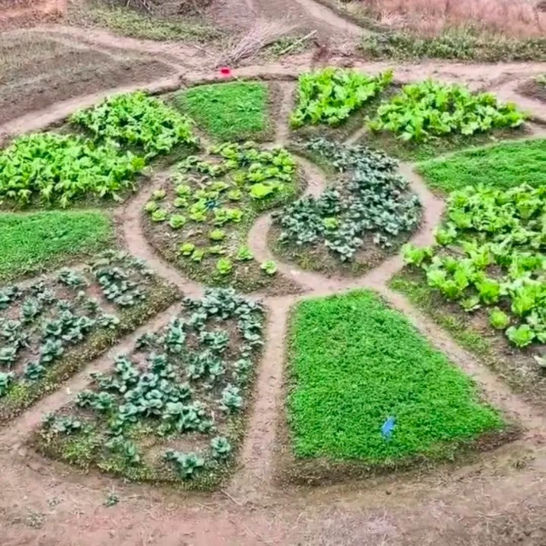 不会游泳的鱼