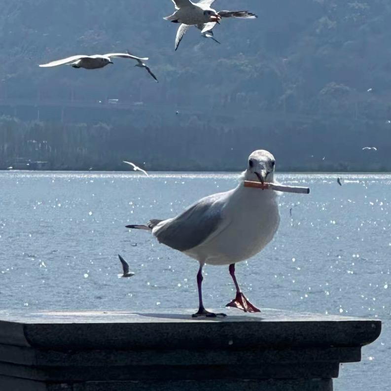 去码头整根利群（微醺版）