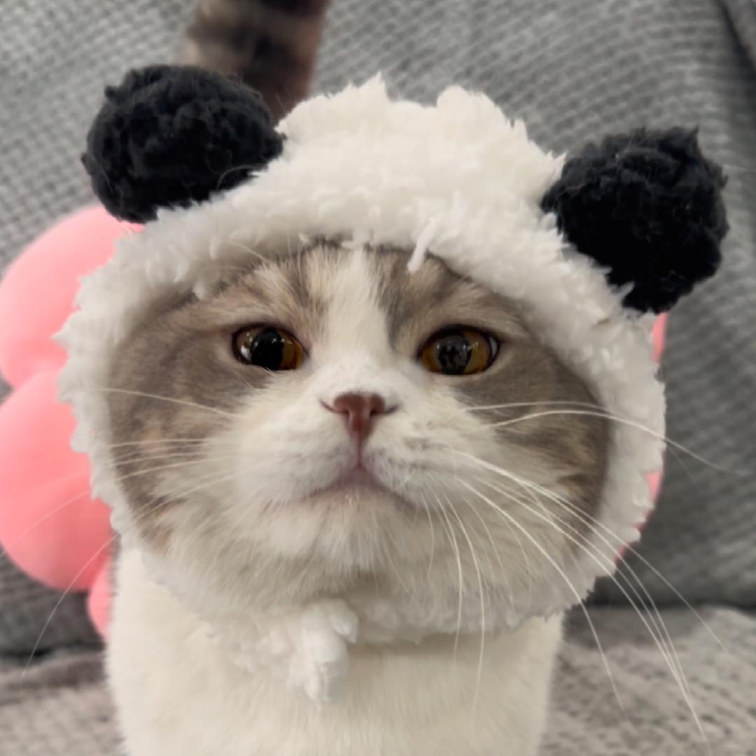 小谷不听话