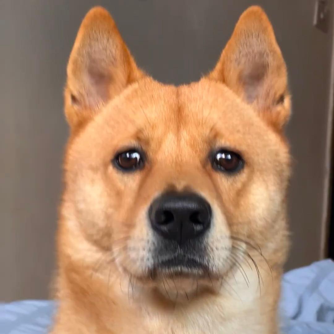 爱宠智多星