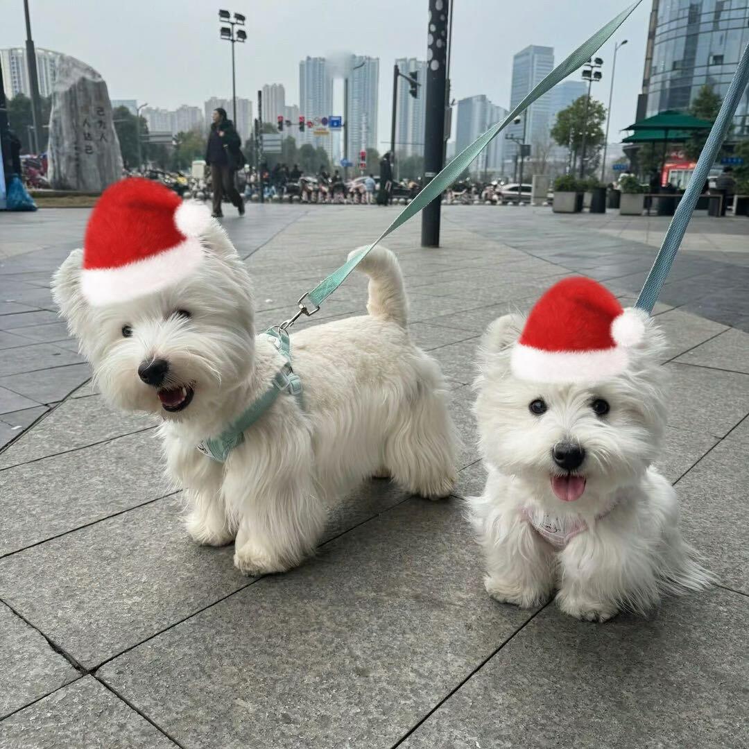 泽恩.