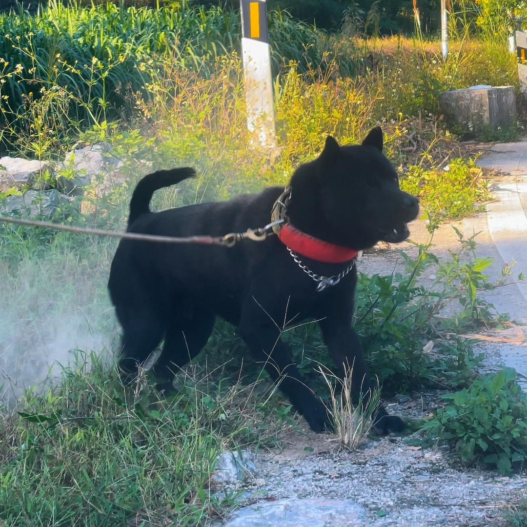 阿辰田园犬