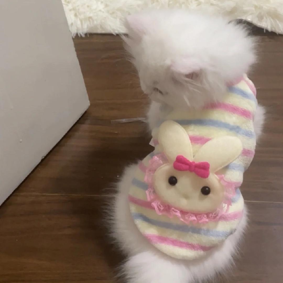 llllll公主