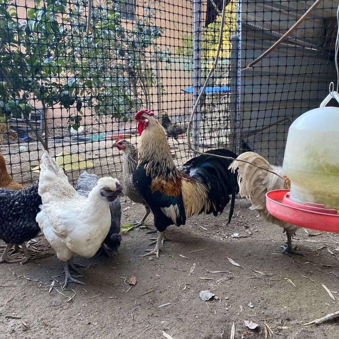 皓泽家私人农场🥚