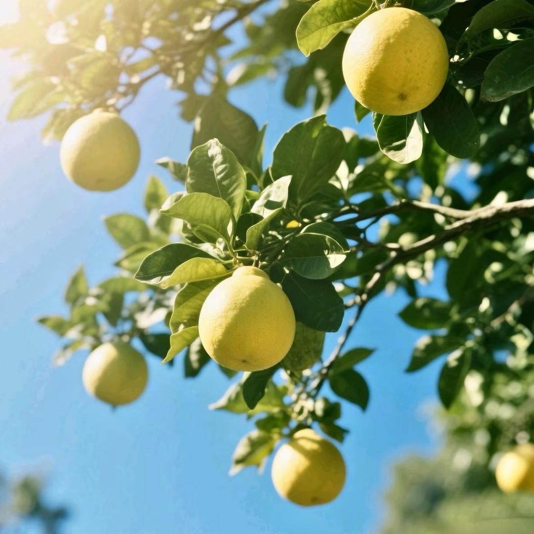 米子（青年鸭）