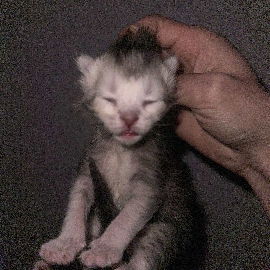 kukuky