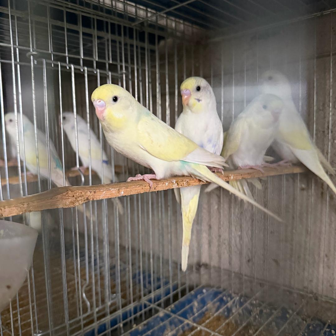 萌宠养殖