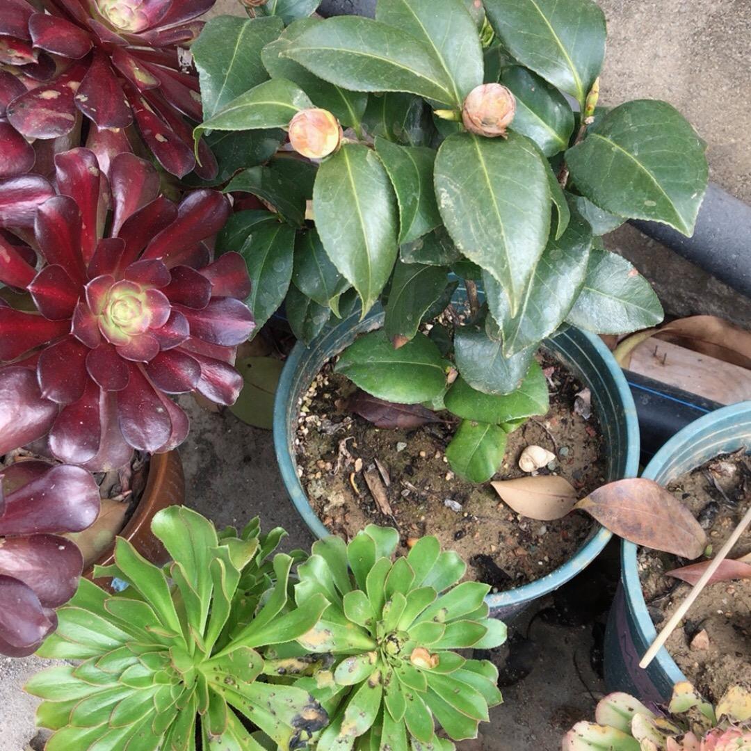罗大叔