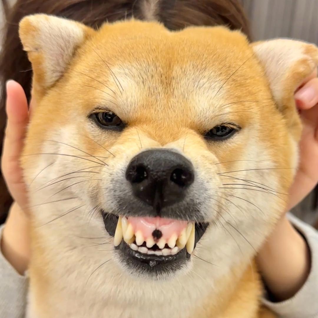 naonao狗来福er