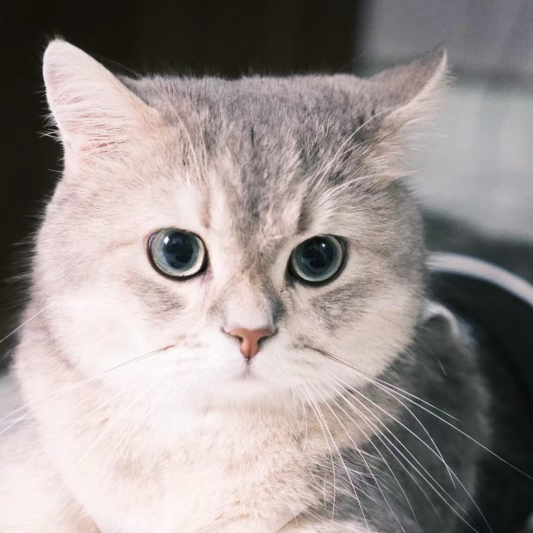 猫雷