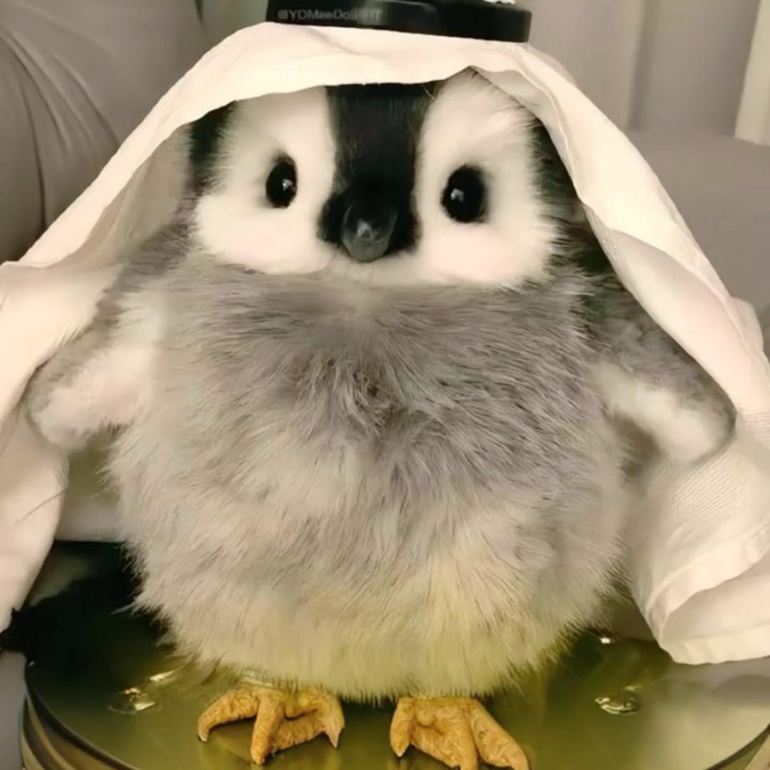 ꧁꧂超级赛亚人꧁꧂