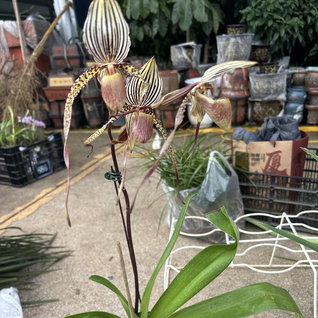 寻花记花卉店